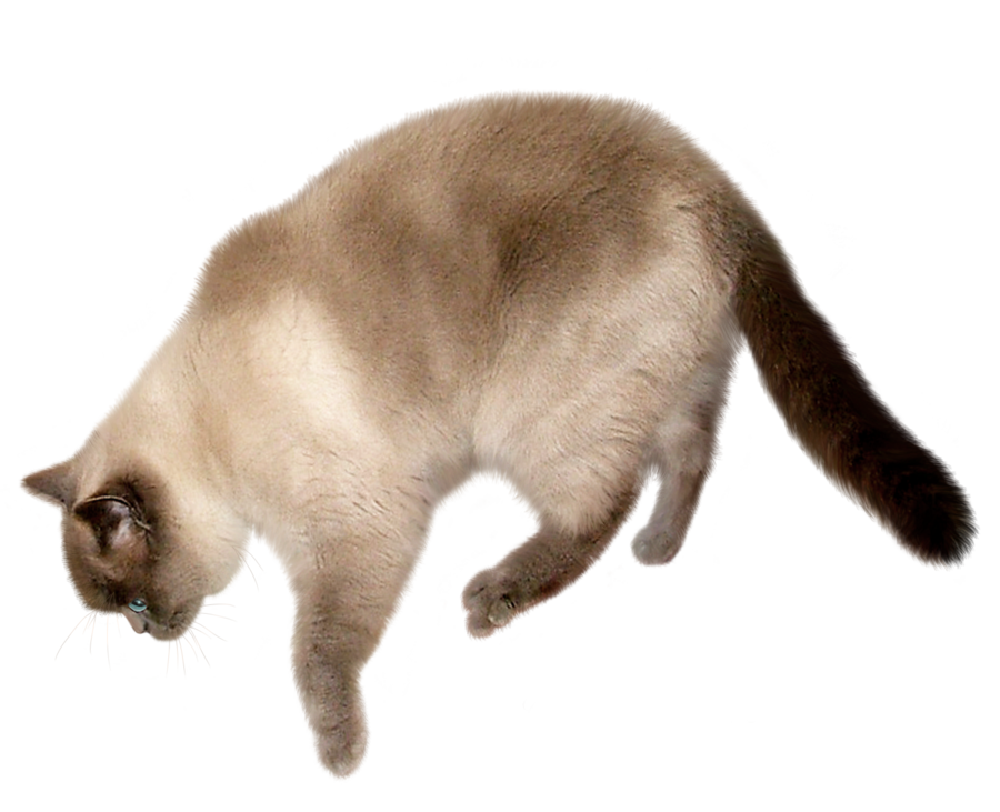 Cat Transparent Image PNG Image