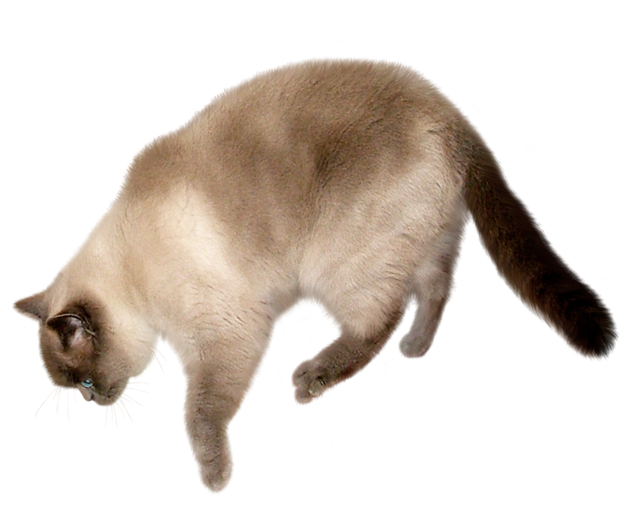 Download Cat Transparent Image Hq Png Image Freepngimg