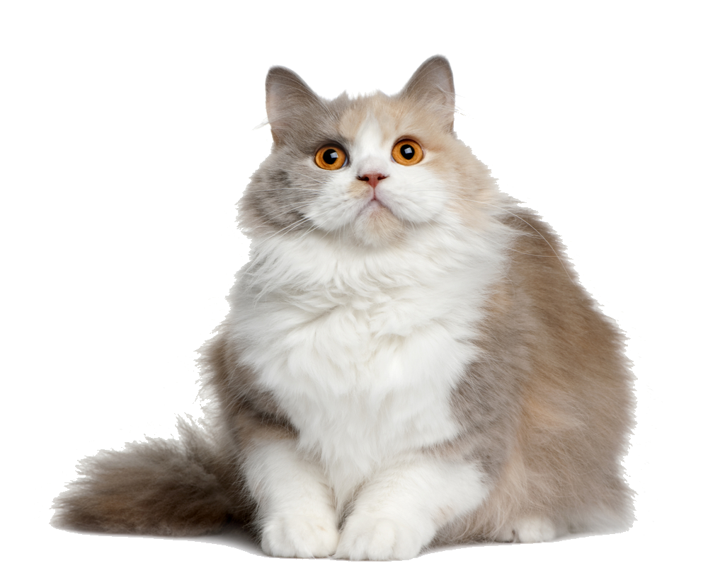 Download Cat File HQ PNG Image | FreePNGImg