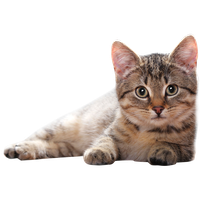 Cat Clipart