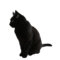 Cat Png Image Download Picture Kitten PNG Image