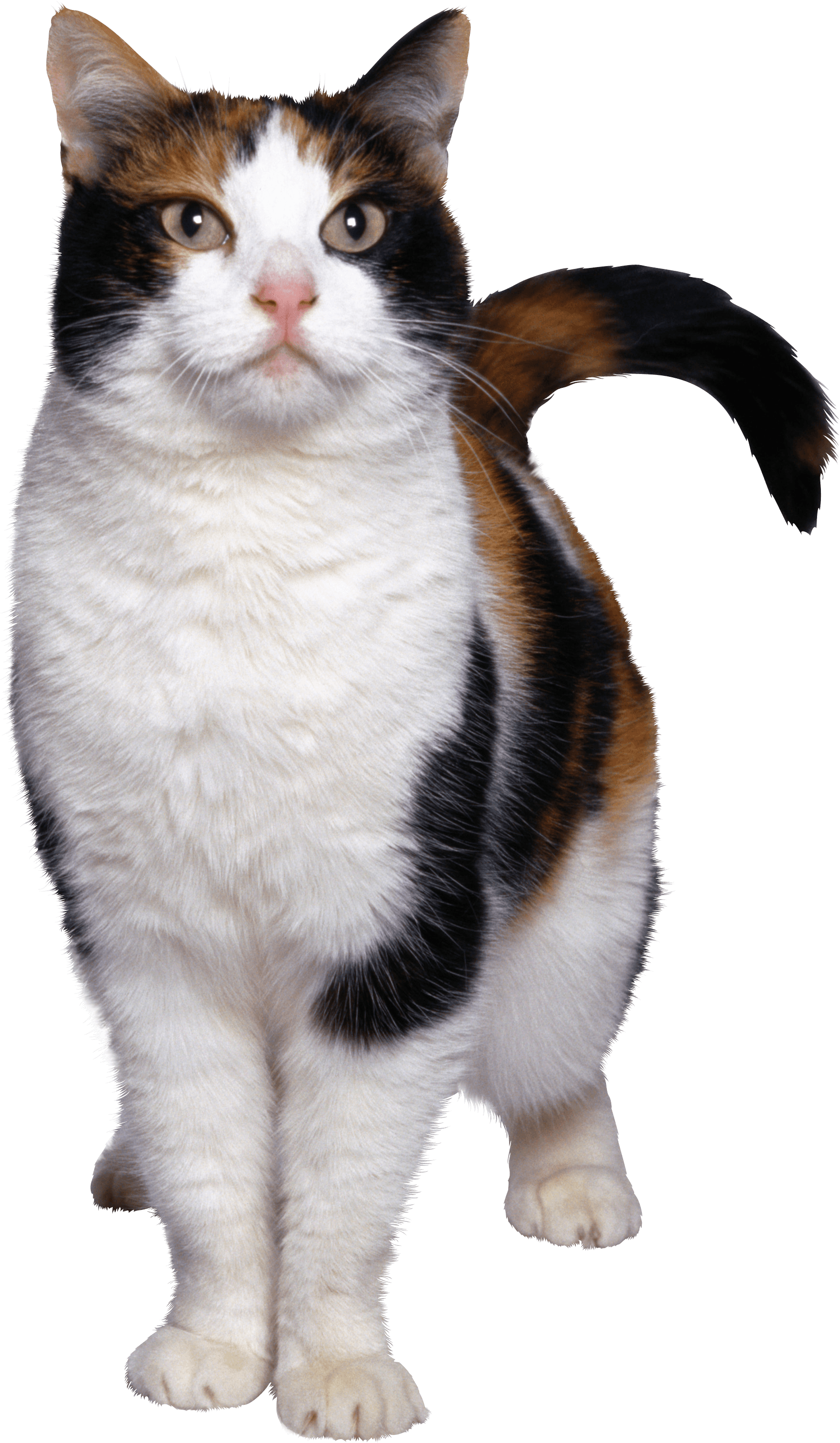 Download Cat Png Image Download Picture Kitten HQ PNG Image FreePNGImg