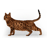 Kitten Png Image Download Picture  PNG Image