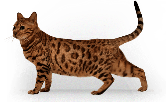 Kitten Png Image Download Picture  Transparent PNG Image