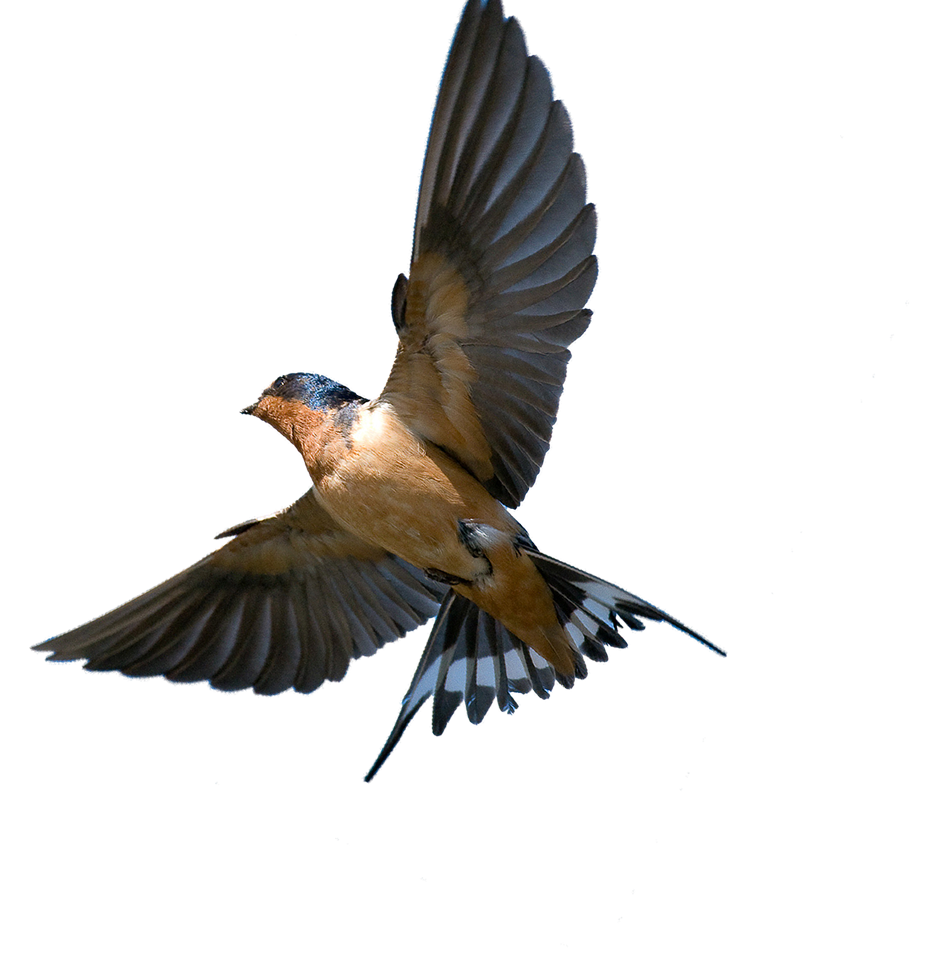 Southern Flying Tree Rough-Winged Swallow Bird Barn PNG Image