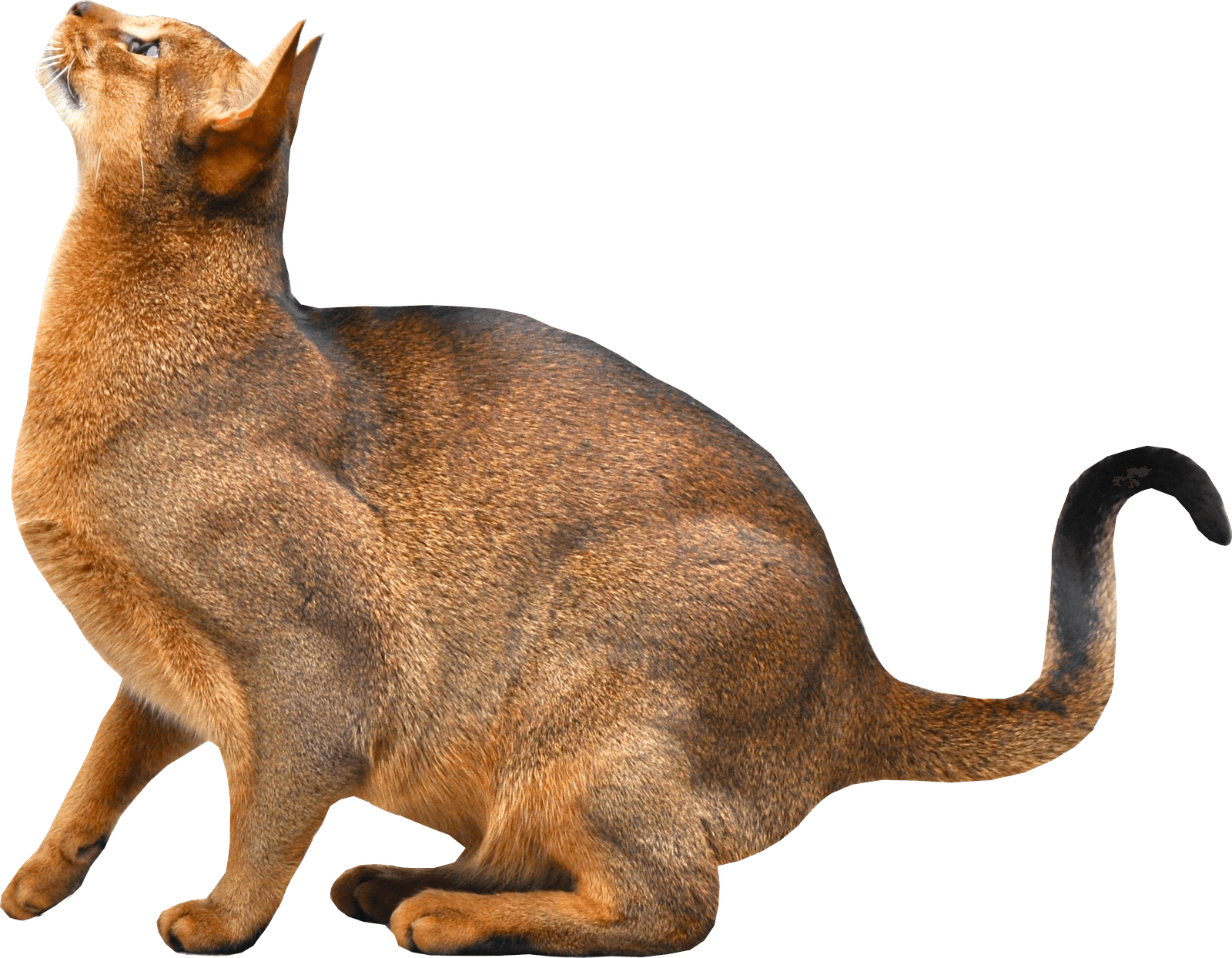 Download Kitten Png Image Download Picture HQ PNG Image | FreePNGImg