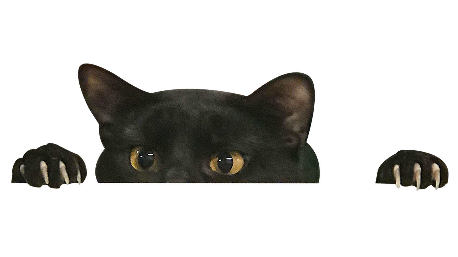 Котик мем на зеленом фоне. Кот выглядывает. Кошка на прозрачном фоне. Котенок выглядывает. Кошка на прозрачном фоне для фотошопа.