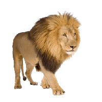 Lion Image