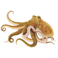 Octopus Image