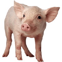 piglet png