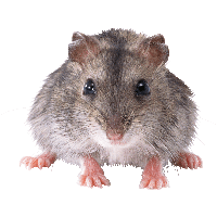 Rat Mouse Image
