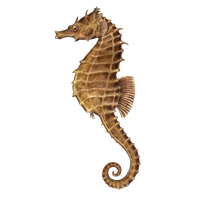 Seahorse Image