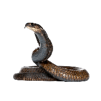 Download PNGs Snake zip | FreePNGImg