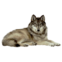 Wolf PNG Category