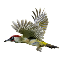Woodpecker Image