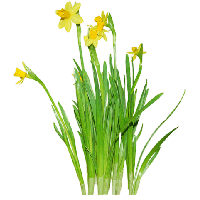 Daffodils Image