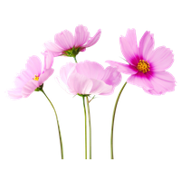 Flower PNG Category