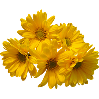 Flowers Image