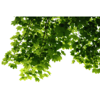 real leaves png