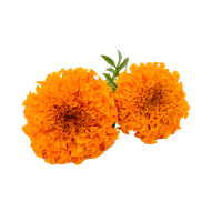 Marigold PNG Category