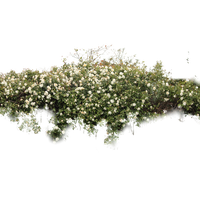 Download Bush Free Png Photo Images And Clipart Freepngimg