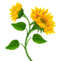 Sunflower Image