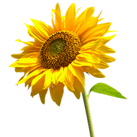 Sunflowers Image