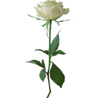 White Rose Image