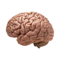 Download Brain Free Png Photo Images And Clipart Freepngimg