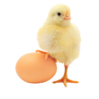 Chick Image