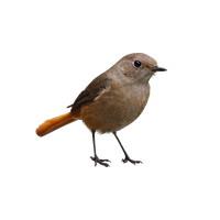 Birds PNG Category