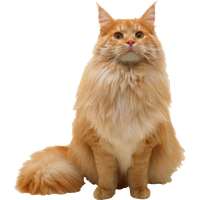 Cats PNG Category