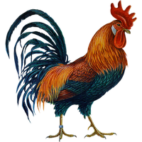 Cock PNG Category