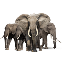 Elephants PNG Category