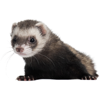 Ferret PNG Category