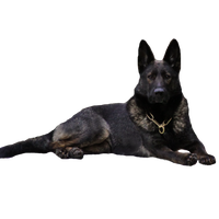 German Shepherd PNG Category