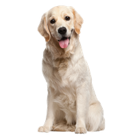 Golden Retriever PNG Category