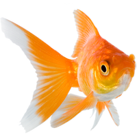 Goldfish PNG Category