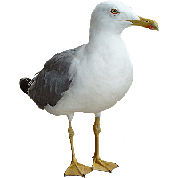 Gull PNG Category