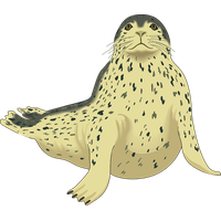 Harbor Seal PNG Category