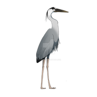Heron PNG Category