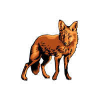 Jackal Coyote PNG Category