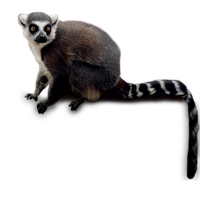 Lemur PNG Category