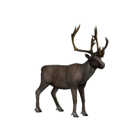 Moose Elk PNG Category