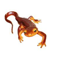 Newt PNG Category