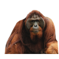 Orangutan PNG Category