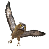 Owls PNG Category