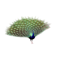 Peacock PNG Category