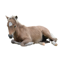 Pony PNG Category