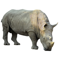 Rhino PNG Category